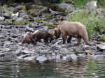 Bears at Wolverine Creek