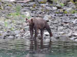 Bear at Wolverine Creek