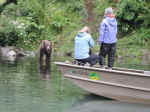Bear at Wolverine Creek