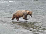 Bears like salmon for lunch