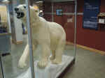 Polar bear in the Inupiat Heritage Center