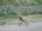 A caribou in Denali