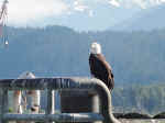 Eagle in Resurrection Bay