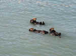 Sea otters in Resurrection Bay