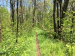 The Appalachian Trail in Virginia