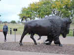 Janice met a bison
