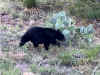 Bear.jpg (540300 bytes)