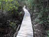 A boardwalk on the Mastic Trail