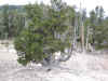 Bristlecone pine near Spectra Point
