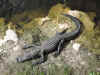 Alligator at Big Cypress National Park