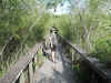 Bobcat Boardwalk at Shark Valley, Everglades National Park