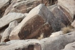 Petroglyphs in Petrified Forest National Park: see the people?