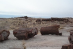 You can even see the tree rings in these petrified logs