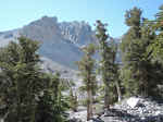 The trail to the bristlecone pines