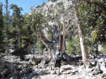 Some of the bristlecone pines are over 5,000 years old