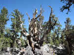 A bristlecone pine tree at Great Basin National Park