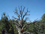 Pinon Pine on Harpers Corner Trail, Dinosaur National Monument