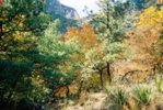 McKittrick Canyon, Guadalupe Mountains National Park
