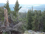 Bristlecone pines with the town of Alma in the distance