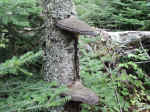 This tree fungus is called Daedaleopsis Confragosa or the thin walled maze polypore