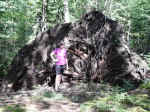Enormous root system on dead tree next to Kab-Ash Trail