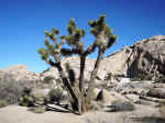 Joshua trees and fractured rocks