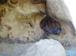 Petroglyphs near Barker Dam
