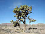 A typical Joshua tree