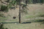 This bison was guarding one of the trail junctions