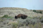 Charlie met a bison who was guarding the petrified wood