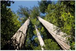 Tall Trees Grove, Redwood National Park, California