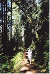 Tall Trees trail, Redwood National Park