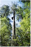 Lady Bird Grove at Redwood National Park