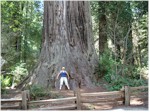"Big Tree", Redwood National Park