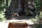 The General Grant tree in Kings Canyon National Park