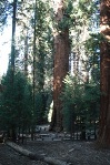 The base of the General Sherman tree