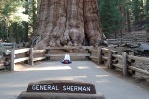 Janice checking out the top of the General Sherman tree