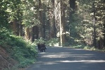 We met a couple more bears on the road in Sequoia National Park