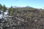 The San Francisco peaks from the Lava Flow trail.