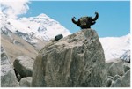The famous yak head on a rock