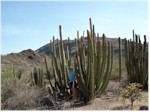 Estes Canyon trail, Organ Pipe Cactus National Monument