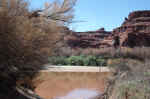 Lathrop Canyon is the only place in Canyonlands that you can hike to the Colorado River