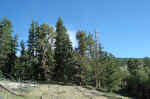 The trail up Wheeler Peak