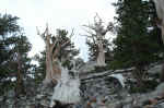 Some bristlecone pines are 4,000 years old